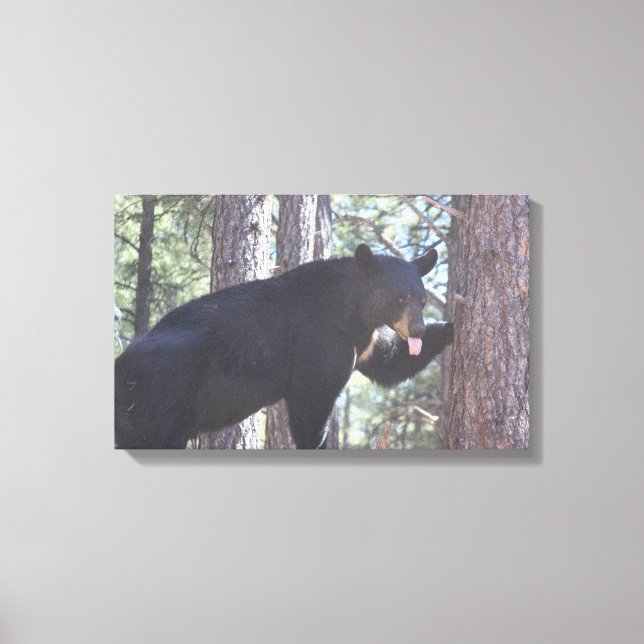 Schwarzer Bär, Canvas Prints Leinwanddruck (Vorderseite)