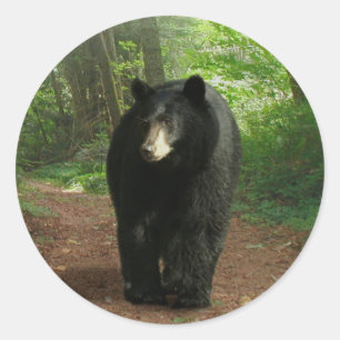 Schwarzer Bär, der durch Waldkleber geht Runder Aufkleber