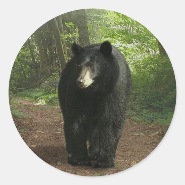 Schwarzer Bär, der durch Waldkleber geht Runder Aufkleber (Vorderseite)