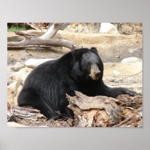 "Schwarzer Bär" durch Carter L. Shepard " Poster