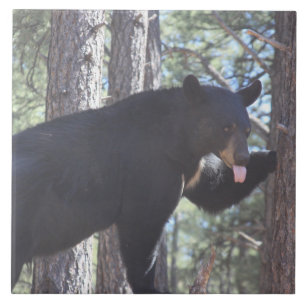 Schwarzer Bär Fliese