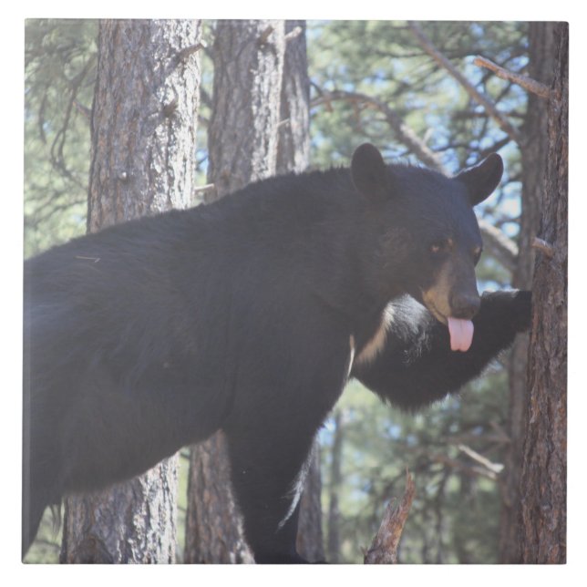 Schwarzer Bär Fliese (Vorderseite)