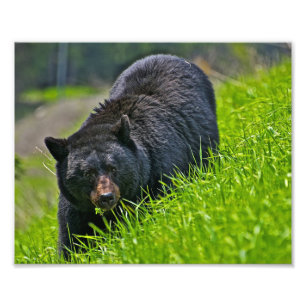 Schwarzer Bär Foto drucken