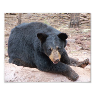 Schwarzer Bär Fotodruck
