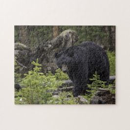 Schwarzer Bär im Wald