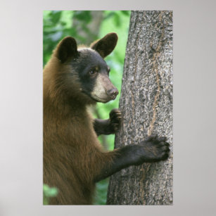 Schwarzer Bär im Wald Poster