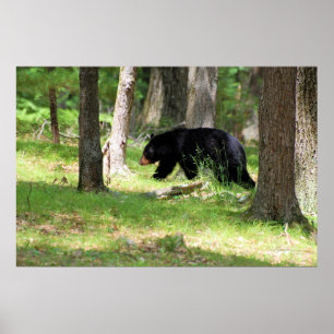 Schwarzer Bär in der Nähe des Campingplatzes Poster