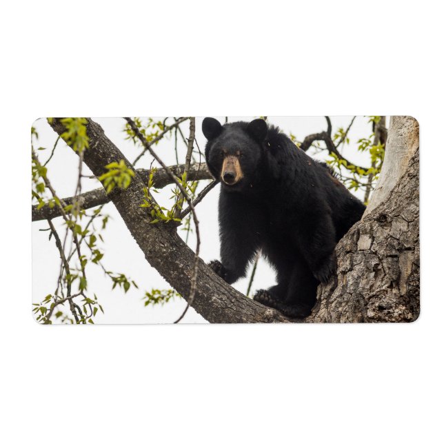 Schwarzer Bär klettern (Vorne)