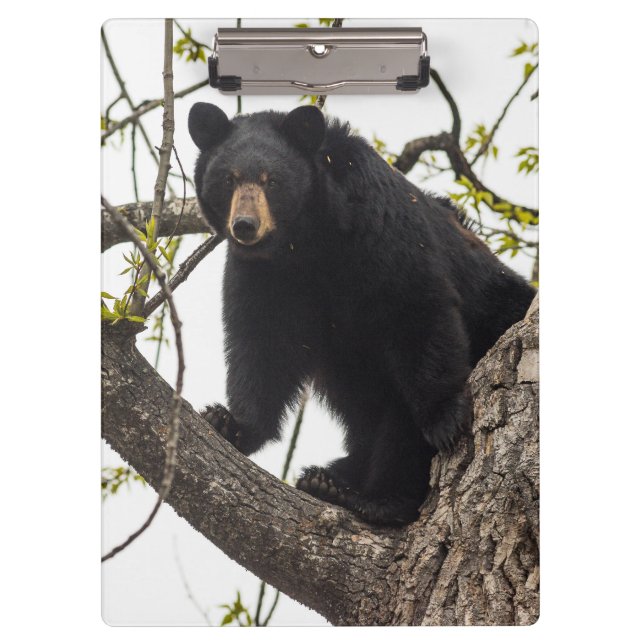 Schwarzer Bär klettern Klemmbrett (Vorderseite)