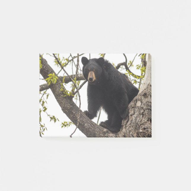 Schwarzer Bär klettern Post-it Klebezettel (Vorderseite)