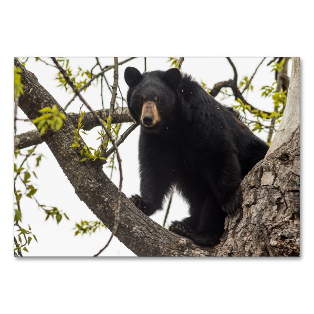 Schwarzer Bär klettern Tischnummer (Vorderseite)