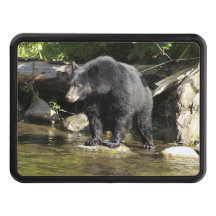 Schwarzer Bär "Lachs Spotting" Wildlife