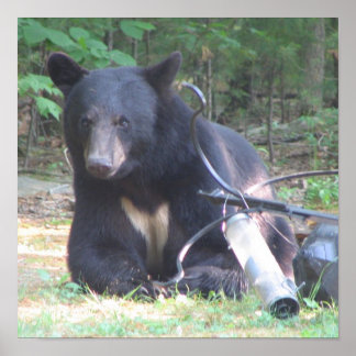 Schwarzer Bär mit weißer Herztattoo Poster