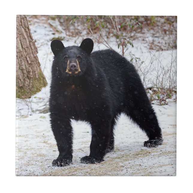 Schwarzer Bär Pennsylvanias im Winter Fliese (Vorderseite)