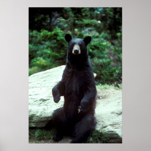 Schwarzer Bär Poster