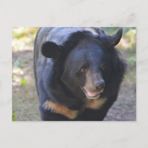 Schwarzer Bär Postkarte