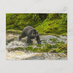 Schwarzer Bär   Qua Creek British Columbia Postkarte