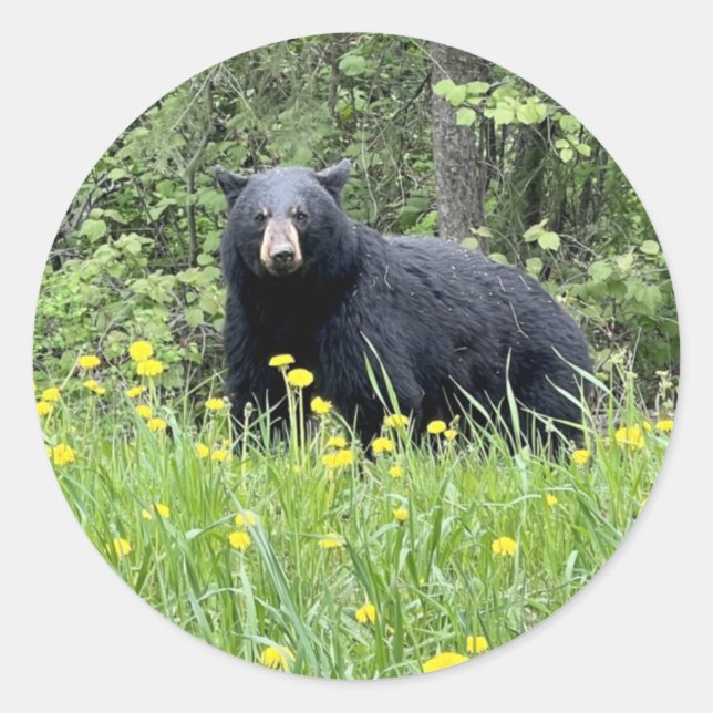 Schwarzer Bär und Kronleuchter Rundkleber Runder Aufkleber (Vorderseite)