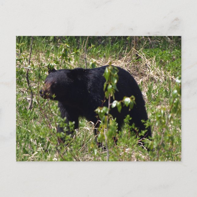 Schwarzer Bär Wildlife Postkarte (Vorderseite)