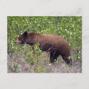 Schwarzer Bär Wildlife Wildlife Postkarte