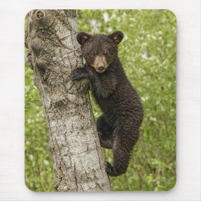 Schwarzer Bärenjunge im Baum Mousepad (Vorne)