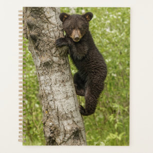Schwarzer Bärenjunge im Baum Planer