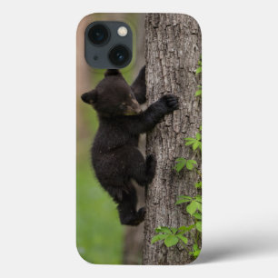 Schwarzer Bärenjunge klettert auf einen Baum title_seo2
