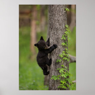 Schwarzer Bärenjunge klettert auf einen Baum Poster