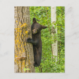 Schwarzer Bärenjunge Minnesota Postkarte