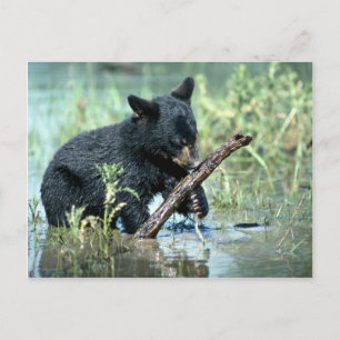 Schwarzer Bärenkub in der Sumpflandschaft Postkarte