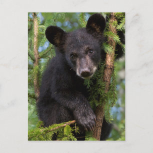 Schwarzer Bärenkub spielt in Bäumen Postkarte