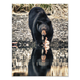 Schwarzer Bärn-Reflexionen Fotodruck