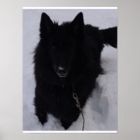 Schwarzer belgischer Hirte im Schnee