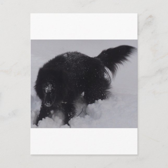 Schwarzer belgischer Hirte im Schnee Postkarte (Vorderseite)