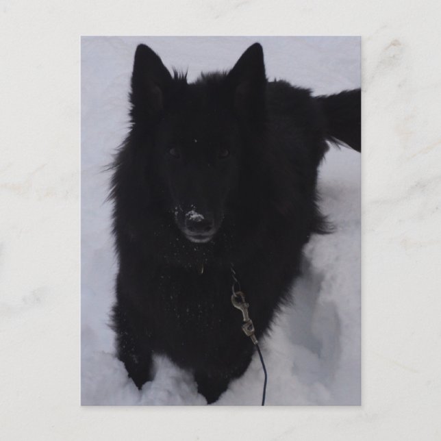 Schwarzer belgischer Hirte im Schnee Postkarte (Vorderseite)