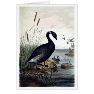 Schwarzer Brant
