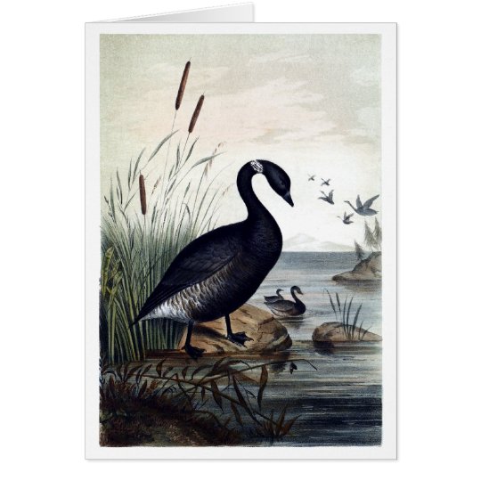 Schwarzer Brant Karte