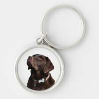Schwarzer Brauner Labrador Retriever Welpe Hund Sc