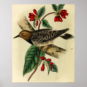 Schwarzer Breasted Specht Poster