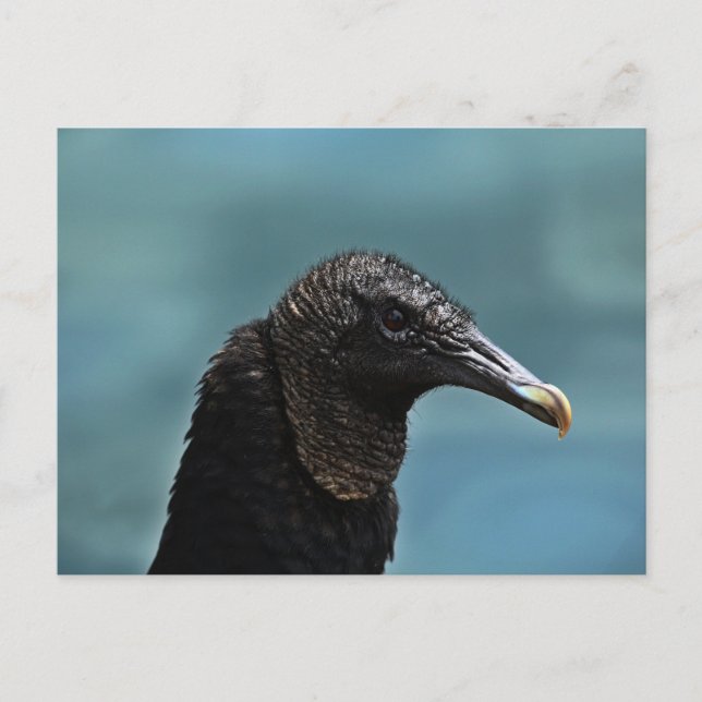 Schwarzer Buzzard Postkarte (Vorderseite)