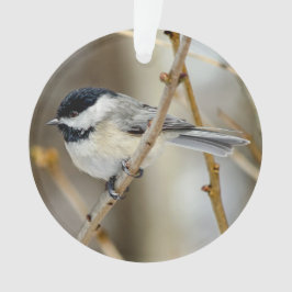 Schwarzer Chickadee Akrylorischer Ornament