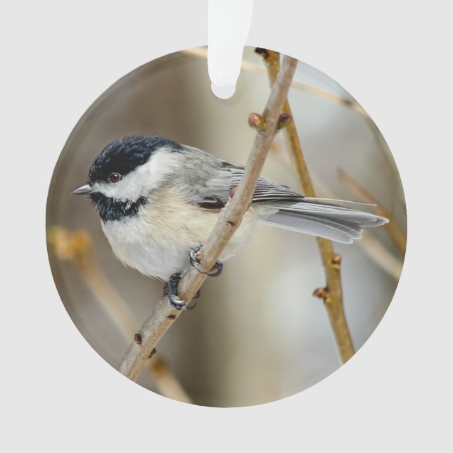 Schwarzer Chickadee Akrylorischer Ornament (Vorderseite)
