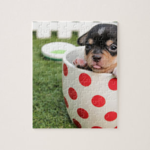 Schwarzer Chihuahua-Welpe in einem roten Spotter
