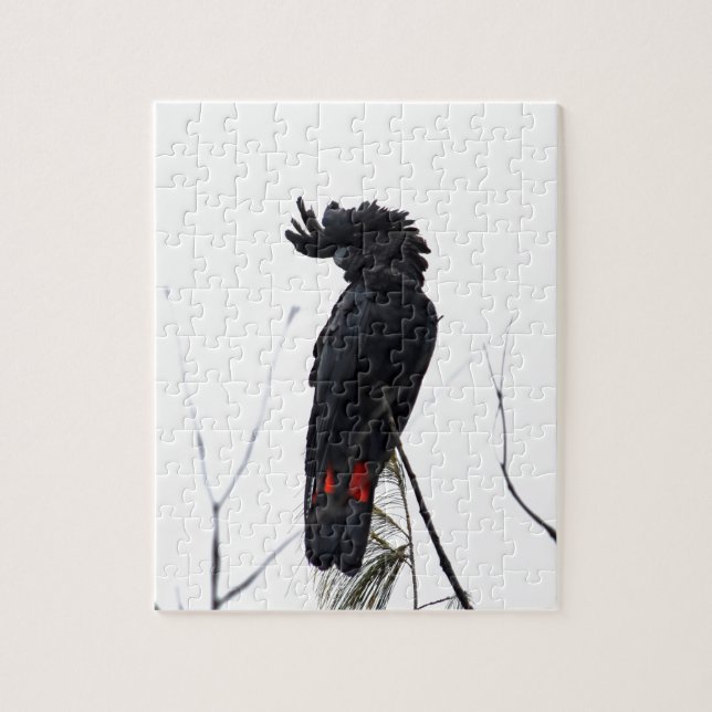 SCHWARZER COCKATOO QUEENSLAND AUSTRALIEN (Vertikal)