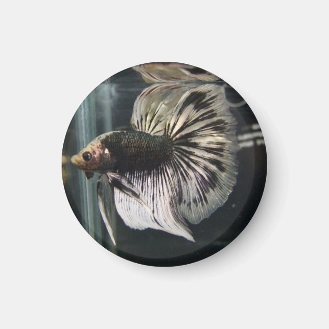 Schwarzer Dalmatiner Magnet (Vorne)