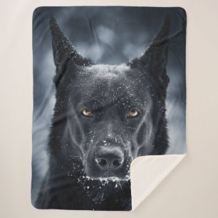 Schwarzer Deutscher Schäferhund Sherpadecke