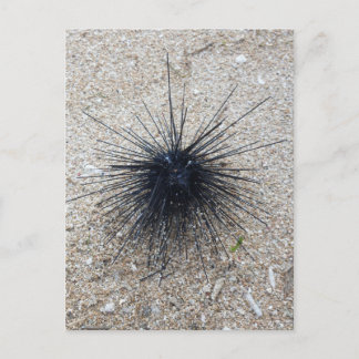 Schwarzer Diadem-Seeigel nah am Sandstrand Postkarte