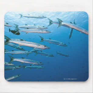 Schwarzer Fisch-Barracuda-Schule (Sphyraena qenie) Mousepad