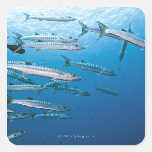 Schwarzer Fisch-Barracuda-Schule (Sphyraena qenie) Quadratischer Aufkleber (Vorderseite)
