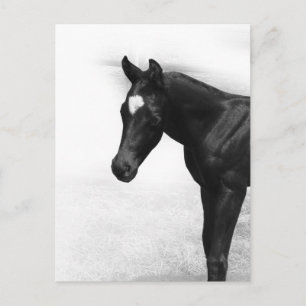Schwarzer Foal Postkarte